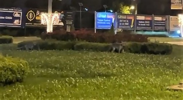 Şehir merkezinde tilkileri gören şaşkına döndü