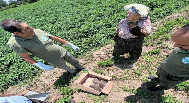 Sevimli kirpiler doğal ortamlarına kavuştu