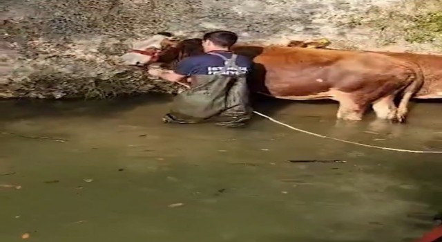 Şilede dereye düşen 4 büyükbaş kurtarıldı