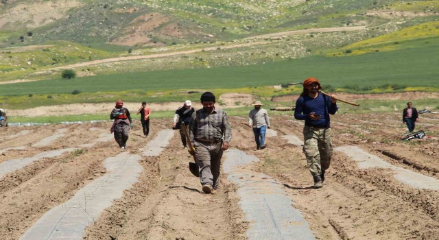 Terörün yerini huzura bıraktığı Şırnak arazileri tarımla canlanıyor