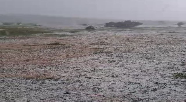 Tokat'ta meyve ağaçları ve ekili arazileri dolu vurdu