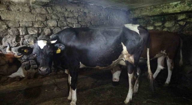 Trabzonun 85 mahallesine şap hastalığı nedeniyle hayvan giriş ve çıkışı yasaklandı