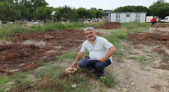 Turgutluda çam ağaçlarının kesilmesine tepki