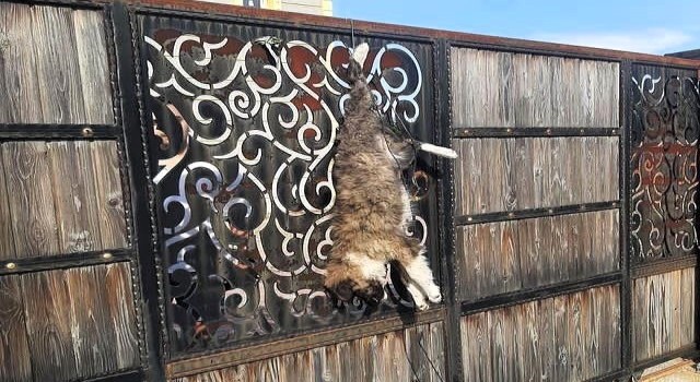 Turgutluda sokak köpeğini çiftlik evinin kapısına astılar