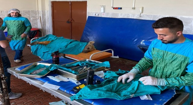 Vanda aracın çarptığı ayı tedaviye alındı