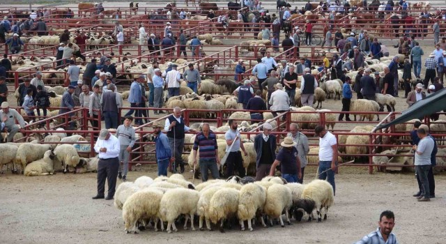Vanda kurbanlık hayvanlar görücüye çıktı