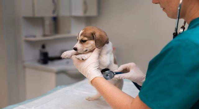 Veteriner Medikal Malzemeleri: Hayvanlarda Doğru Teşhisin Önemi