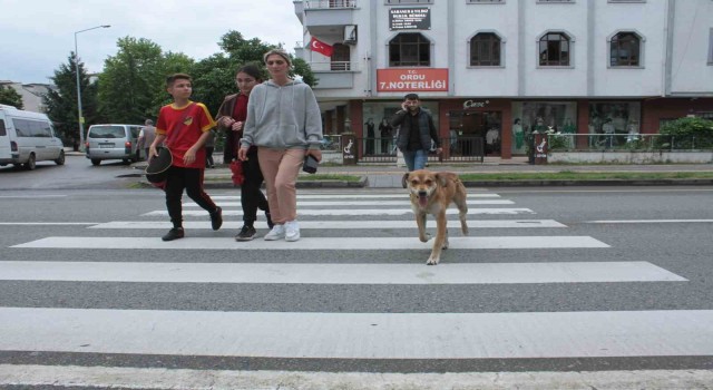 Yaya geçidinin ‘Sadık bekçisi köpek, karşıya geçen insanlara yardım ediyor