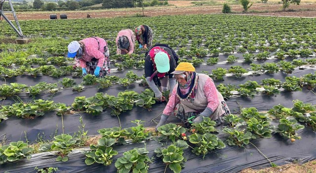 Yenice çileği üreticinin yüzünü güldürdü