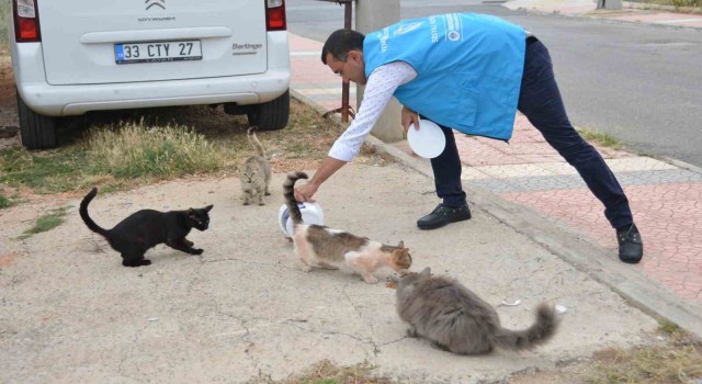 Yenişehirde sokak hayvanları yalnız değil