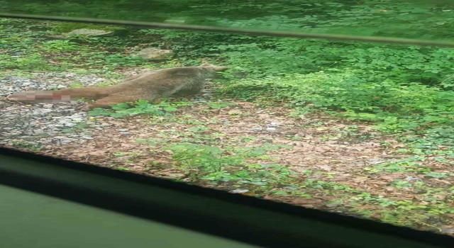 Yolcu treninin çarptığı ayı ekipler tarafından aranıyor