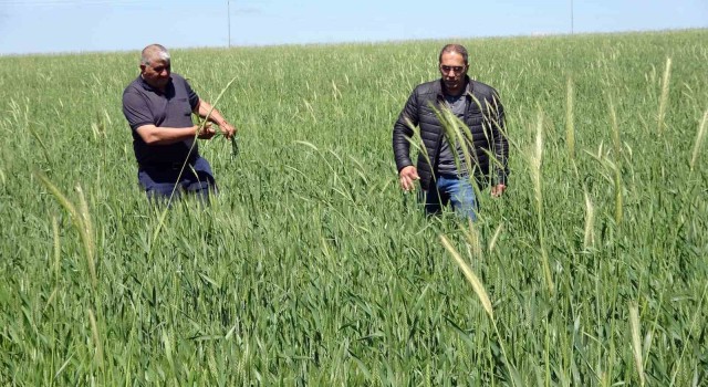 Yozgatta buğday alım fiyatı çiftçiyi sevindirdi