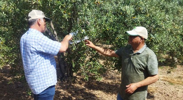 Zeytin sineğiyle mücadele devam ediyor