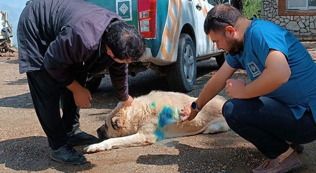 Zorkun Yaylasındaki Sokak Hayvanlarına Besleme ve Tedavi Yapıldı