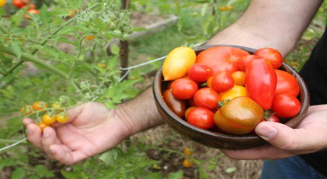 151 yıllık ata tohumları ile 82 çeşit domates üretiyorlar