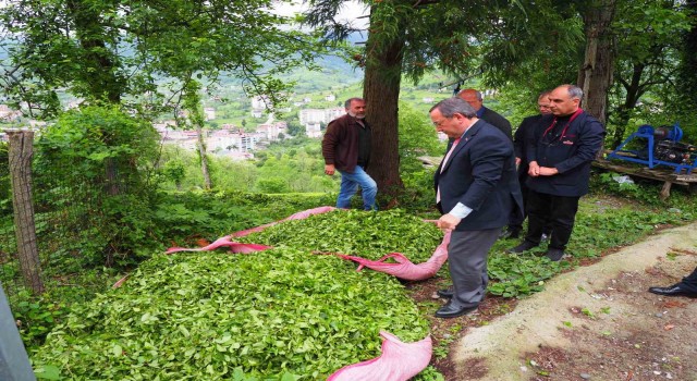 2. sürgün yaş çay alım kampanyası açıldı