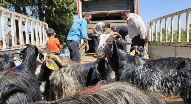 Adıyamandaki depremzedelere 124 keçi dağıtıldı