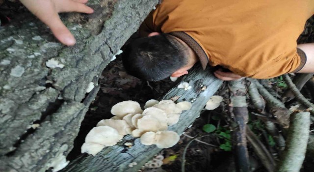 Amanoslarda bereket: Ağaçları mantarlar kapladı