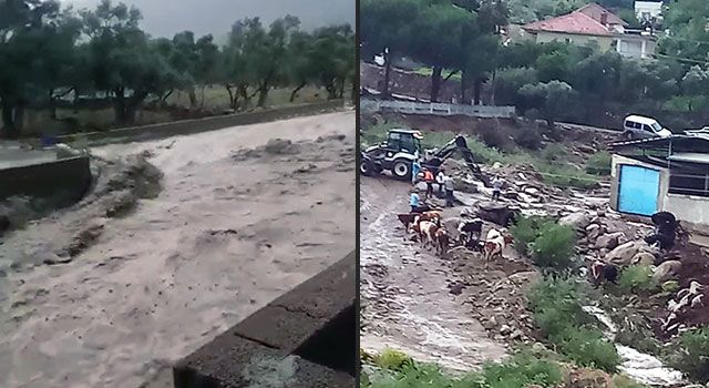Aydın Çine'de sel: 4 büyükbaş hayvan kayboldu, traktör sel sularına kapıldı