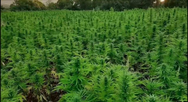 Bakan Yerlikaya 16 milyon kök kenevir bitkisi ele geçirildiği duyurdu