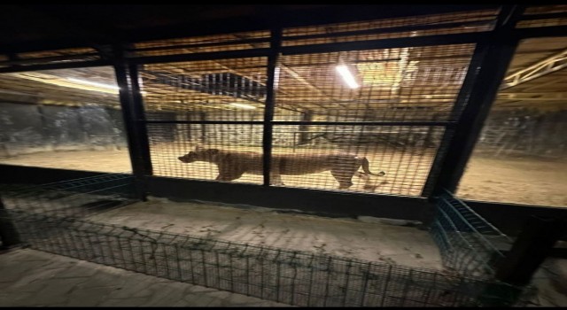 Beykozda ormanda ‘aslan avı