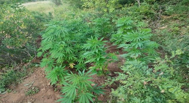 Bingölde 138 kök kenevir bitkisi ele geçirildi