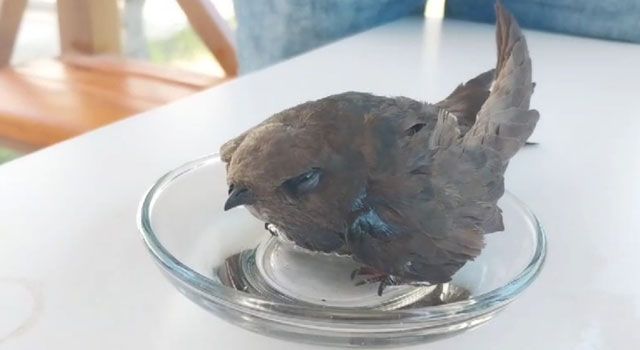 Bitkin halde bulunan Ebabil Kuşu koruma altına alındı