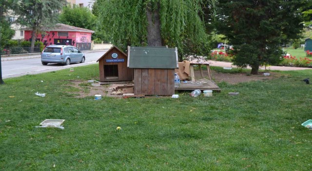 Böyle köpek besleme olur mu?
