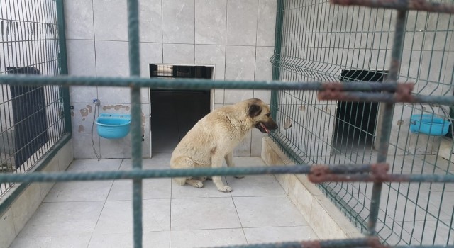 Bursada köpeğin saldırdığı çocuk yaralandı