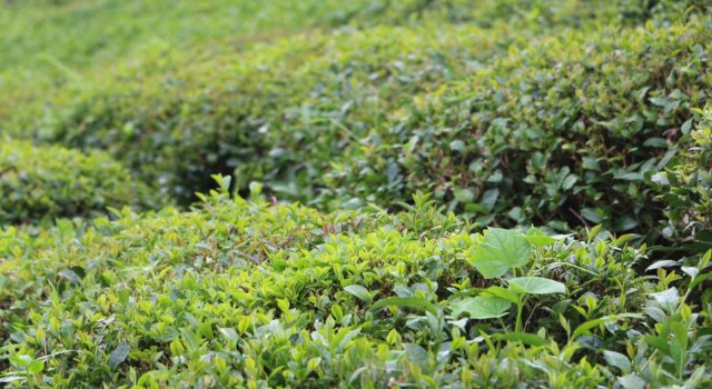 Çay arazilerinde görülen sargı otu çay üreticisini tedirgin ediyor