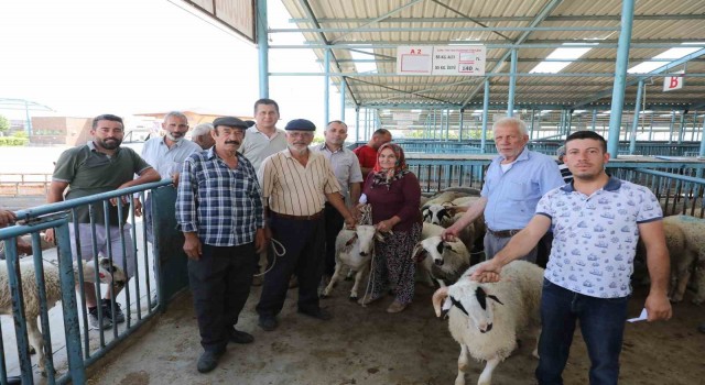 Denizlide damızlık koç ve teke dağıtımı sürüyor