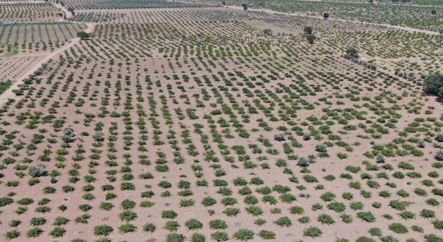 Deprem ve aşırı sıcaklar üzümdeki rekolteyi düşürdü