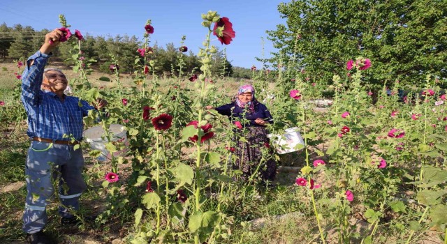 Deve gülü ekmek kapısı oldu