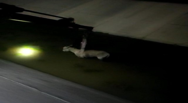 Diyarbakırda mazgala sıkışan köpek ve sulama kanılan düşen eşek kurtarıldı