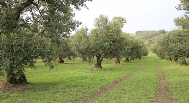 Dökme ve varil zeytinyağı ihracatına fon kesintisi