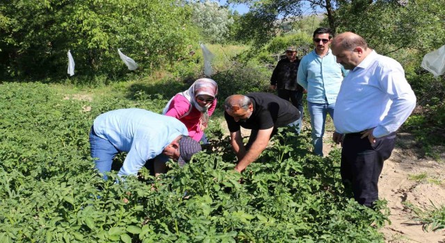 Erzincanda patates üretimi devlet eliyle yaygınlaşıyor