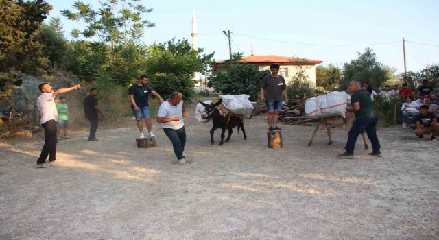 Eşeğe saman balyası yüklemek için kıyasıya yarıştılar