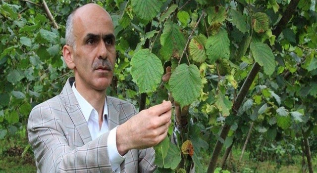 Fındıkta rekolte çalışmalarına başlandı