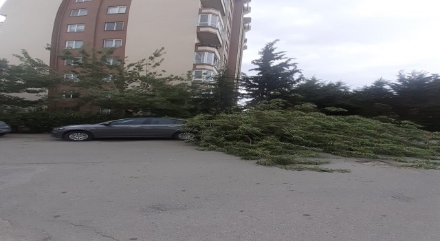Fırtınada devrilen ağaç otomobilin üzerine düştü