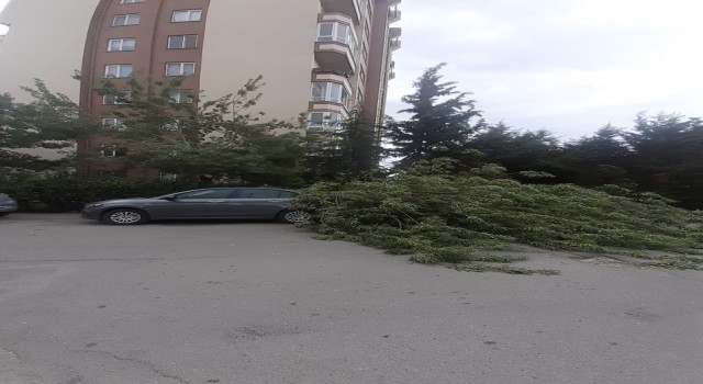 Fırtınada devrilen ağaç otomobilin üzerine düştü
