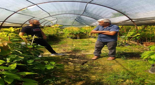 Gazipaşa İlçe Tarım fide ve fidan denetimi yaptı