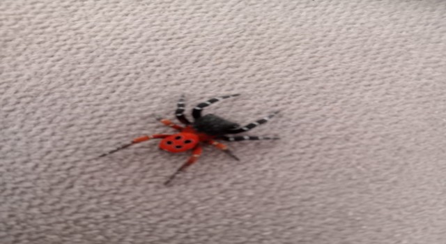 Gördeste zehirli uğur böceği örümceği görüldü