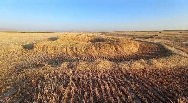 Hasat yapılacak ekili arazide oluşan obruk korkuttu