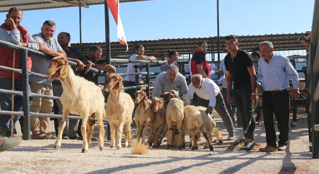 Hayvanlarını Kaybeden 73 Besiciye 1420 Küçükbaş Hayvan Verildi