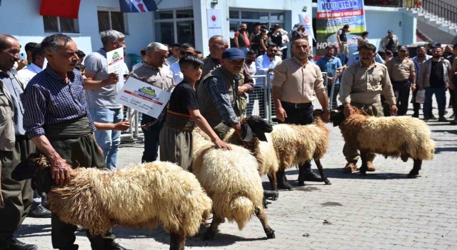 Huzur ortamının sağlandığı Kato Dağında Hayvan Kırkma Festivali yapıldı