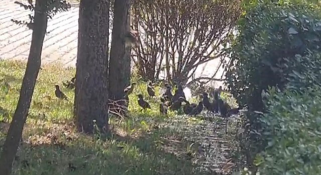 İnegölde kuşlar böyle serinledi