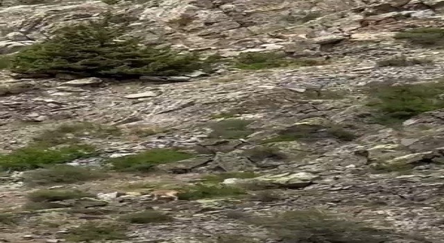 İspirde yaban keçileri görüntülendi