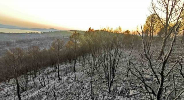 İzmirdeki orman yangınlarında soğutma çalışmaları sürüyor
