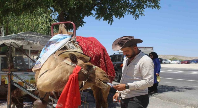 Kapadokyada sıcaktan bunalan develer dondurma ile serinliyor