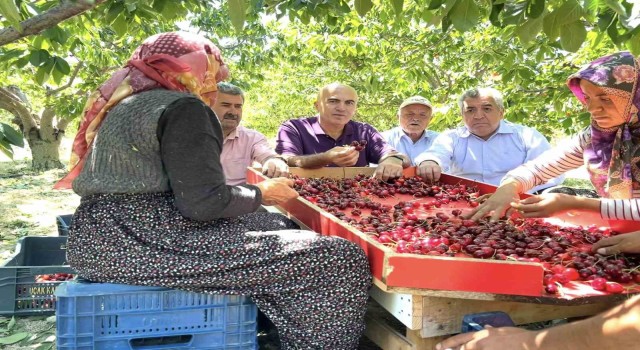 Karaman Ziraat Odası Başkanı Bayram: Tüccar şu an 28-32 kalibre boyundaki kiraza 15 lira fiyat veriyor